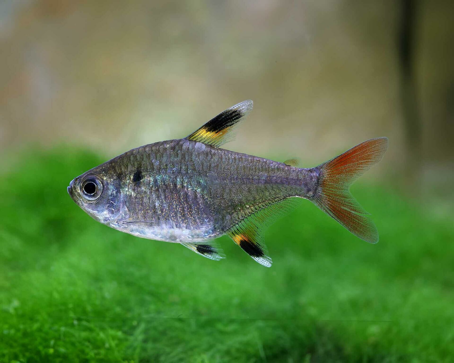 Imagem do Tetra Pristella